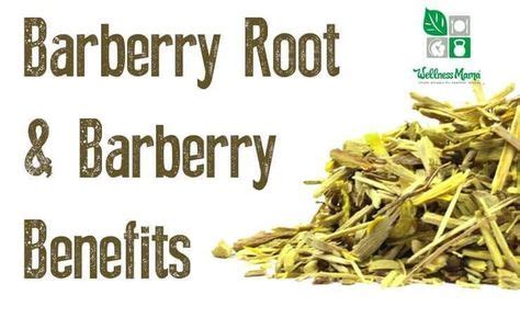 burberry root|barberry bark uses warnings.